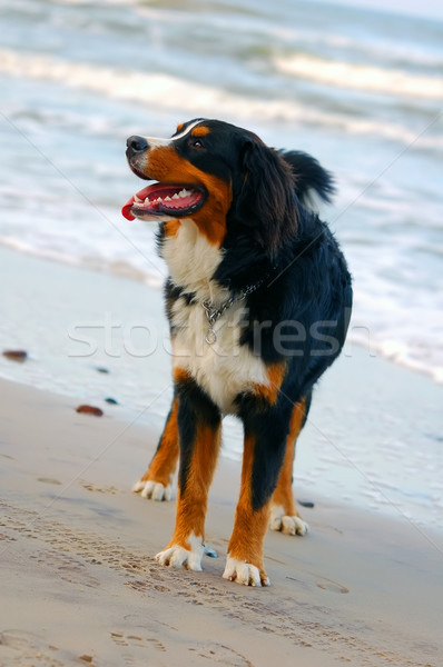 Beautiful dog portrait Stock photo © photocreo