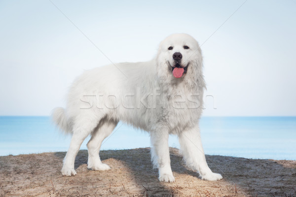 çoban köpeği köpek vücut kış Stok fotoğraf © photocreo