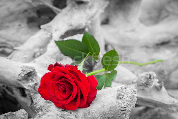 Czerwona róża plaży kolor czarno białe miłości romans Zdjęcia stock © photocreo