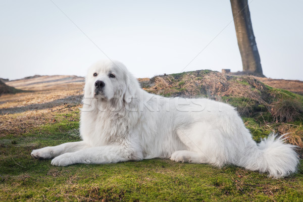 Stock photo: Polish Tatra Sheepdog. Role model in its breed. Also known as Podhalan 