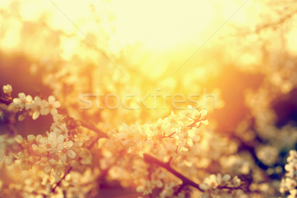 Spring tree flowers blossom, bloom in warm sun. Vintage  Stock photo © photocreo