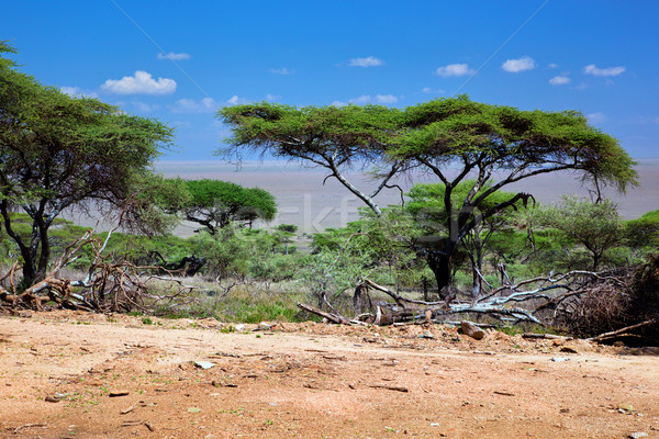 Szavanna tájkép Afrika Serengeti Tanzánia fák Stock fotó © photocreo