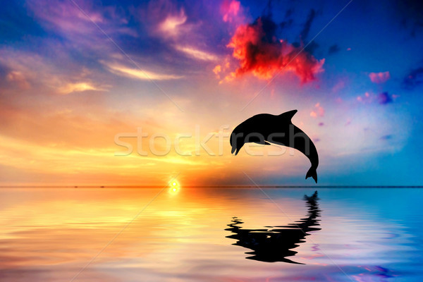 Belo oceano pôr do sol golfinho saltando Foto stock © photocreo