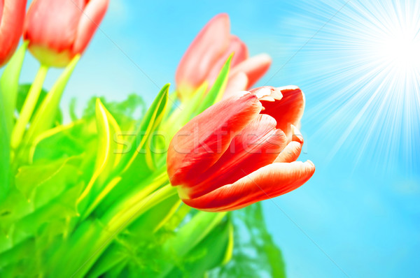Frühlingsblumen Frühling frischen Tulpen Blume Hintergrund Stock foto © photocreo