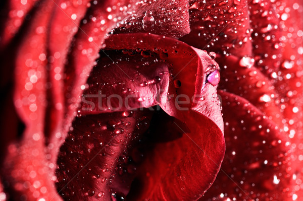 Rot wet stieg Blume Grußkarte Stock foto © photocreo