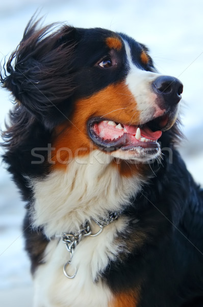 Stock photo: Beautiful dog portrait