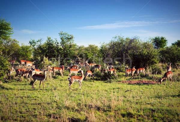 Impala's herd on savanna in Africa Stock photo © photocreo