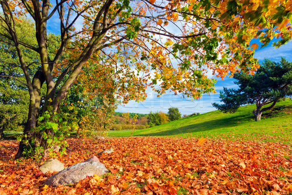 Sonbahar düşmek manzara ağaç renkli yaprakları Stok fotoğraf © photocreo