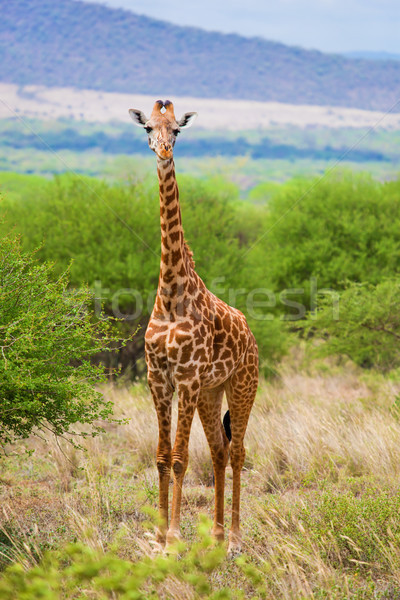 Giraffe on savanna. Safari in Tsavo West, Kenya, Africa Stock photo © photocreo