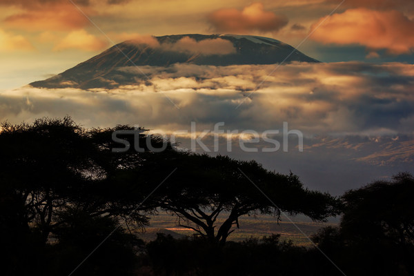 Mount Kilimanjaro. Savanna in Amboseli, Kenya Stock photo © photocreo