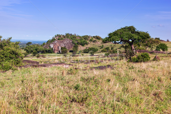 Grassy savanna, bush in Africa. Tsavo West, Kenya. Stock photo © photocreo