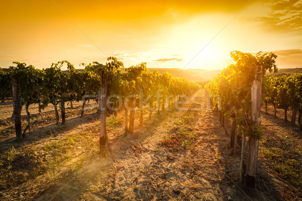 Vineyard in Tuscany, Italy. Wine farm at sunset. Vintage Stock photo © photocreo