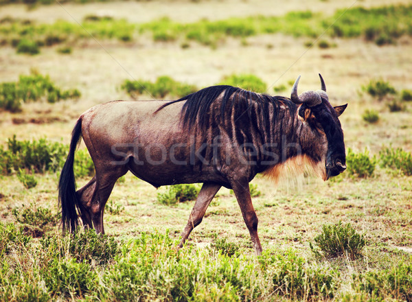 Wildebeest also called Gnu on African savannah Stock photo © photocreo