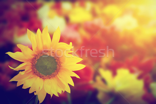 向日葵 其他 春天 夏季花卉 陽光 性質 商業照片 © photocreo
