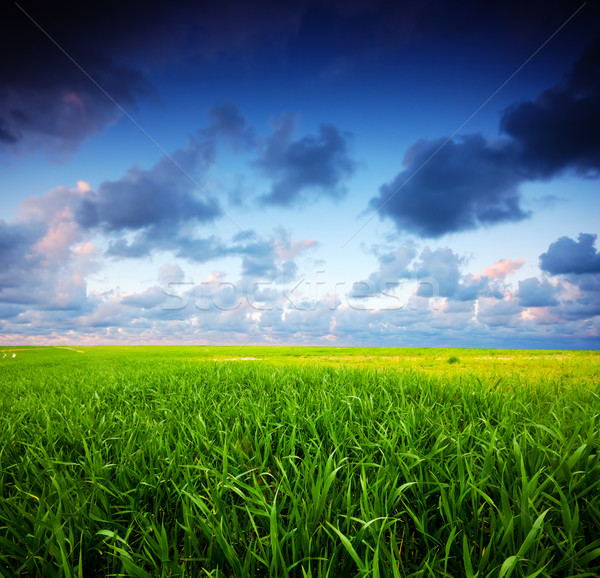 Viharos nyár tájkép zöld mező gyönyörű Stock fotó © photocreo