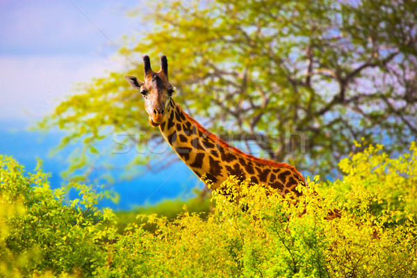 Giraffe in bush. Safari in Tsavo West, Kenya, Africa Stock photo © photocreo
