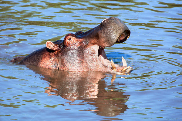Hipopótamo la boca abierta río serengeti Tanzania África Foto stock © photocreo