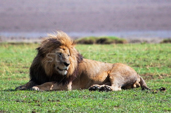 Big lion on savanna. Safari in Serengeti, Tanzania, Africa Stock photo © photocreo
