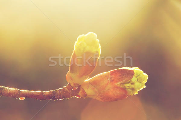 Floraison printemps bourgeon matin lumière ensoleillée [[stock_photo]] © photocreo
