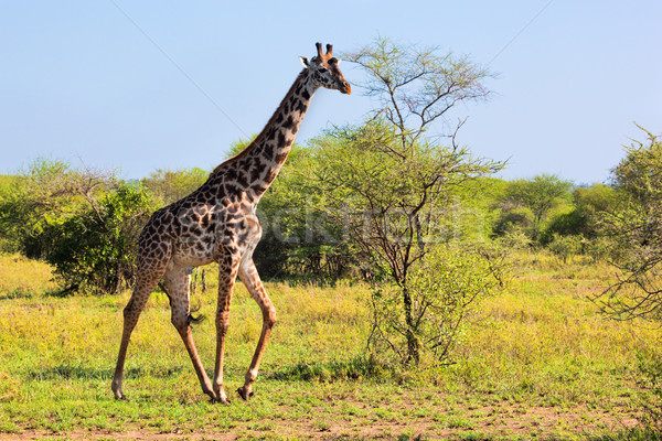 長頸鹿 稀樹草原 野生動物園 塞倫蓋蒂 坦桑尼亞 非洲 商業照片 © photocreo