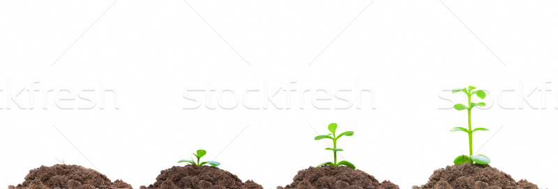 Process of green plan growing in soil. Isolated. Growth concept Stock photo © photocreo