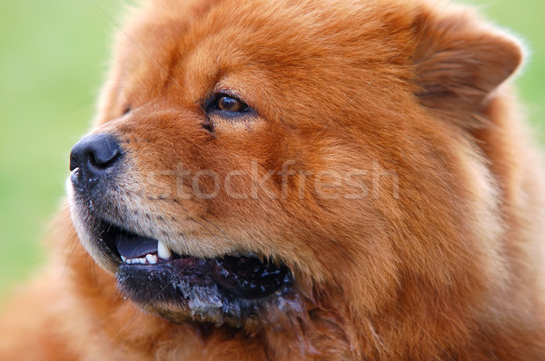 Portrait of Chow Chow Dog Stock photo © photocreo