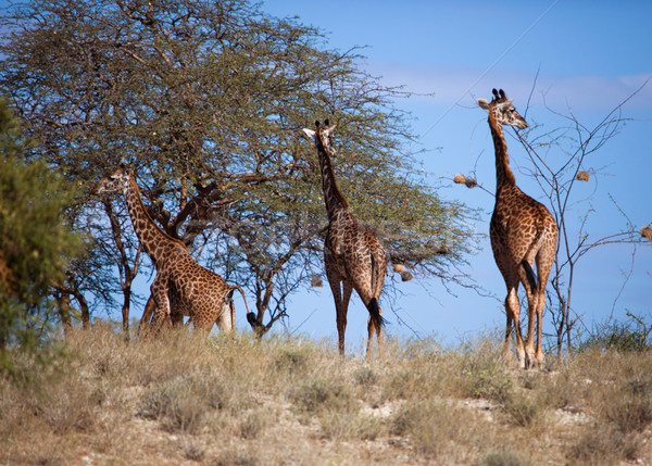 Giraffes on savanna. Safari in Amboseli, Kenya, Africa Stock photo © photocreo