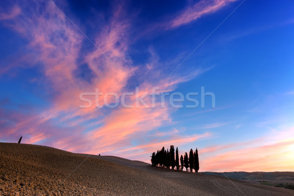 Ciprés árboles campo Toscana Italia puesta de sol Foto stock © photocreo