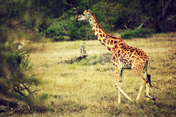 Stock photo: Giraffe on African savanna