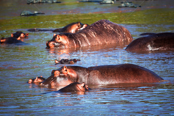 Nijlpaard nijlpaard rivier serengeti Tanzania afrika Stockfoto © photocreo