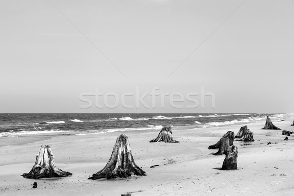 3000 years old tree trunks on the beach after storm. Slowinski National Park, Baltic sea, Poland Stock photo © photocreo