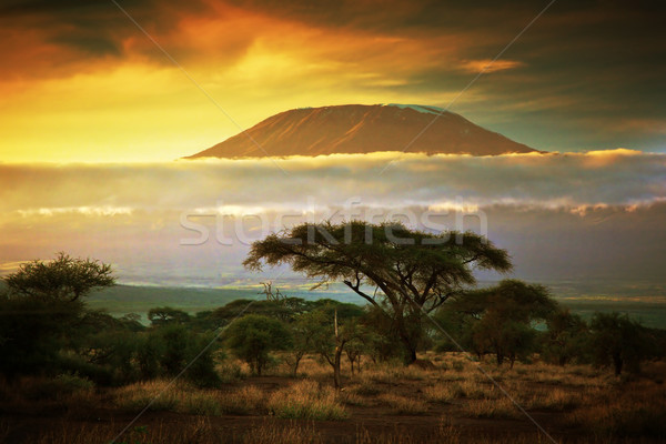 Monte Kilimanjaro savana Quênia nuvens linha pôr do sol Foto stock © photocreo