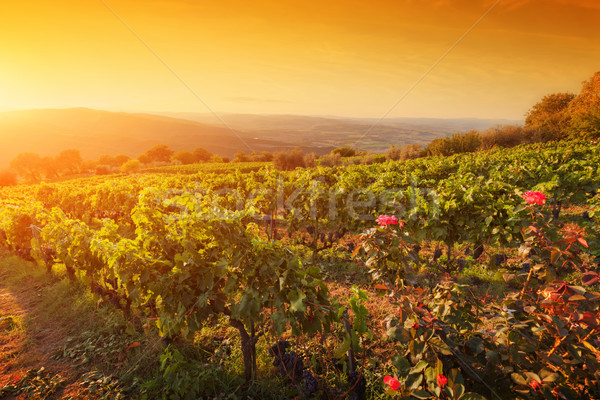 Vineyard in Tuscany, Ripe grapes at sunset Stock photo © photocreo