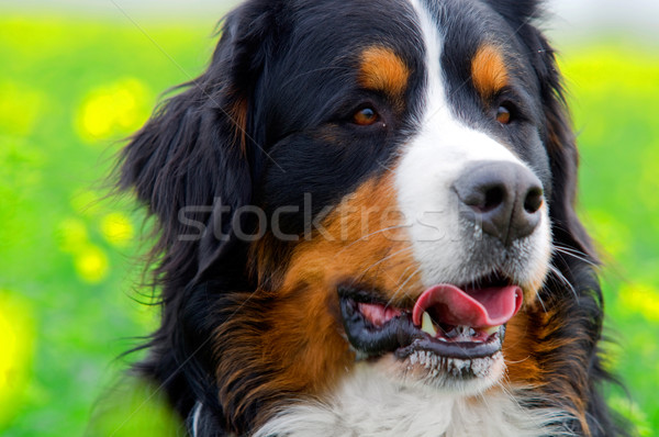 Bernese Mountain Dog portrait Stock photo © photocreo
