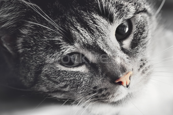 Cute gato perezoso soñoliento plantean ojos Foto stock © photocreo