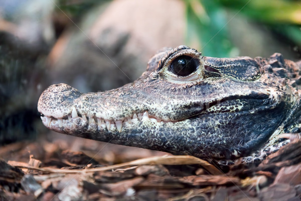 Stock photo: Crocodile profile portrait. Side view of its jaw, eye focus