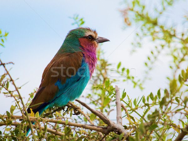 Lilac Breasted Roller bird in Kenya, Africa Stock photo © photocreo