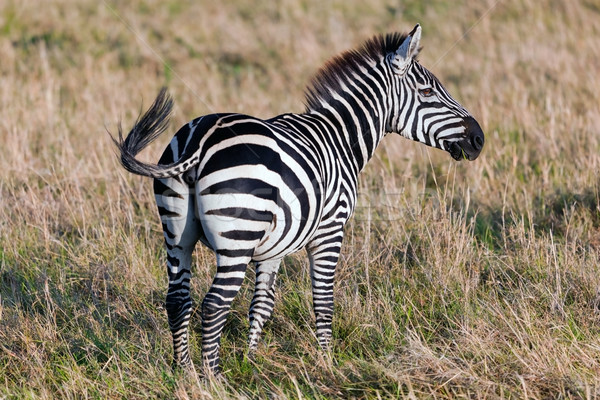 Zebra african Savanne Afrika Safari Serengeti Stock foto © photocreo