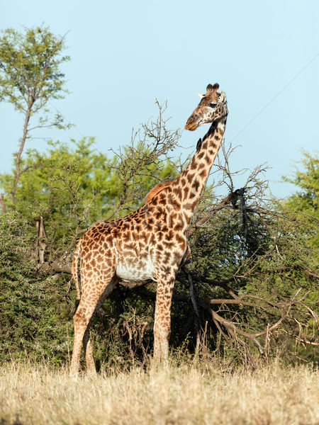 Jirafa sabana safari serengeti Tanzania África Foto stock © photocreo
