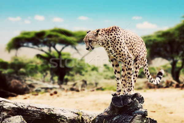 A wild cheetah about to attack. Safari in Serengeti, Tanzania, Africa. Stock photo © photocreo