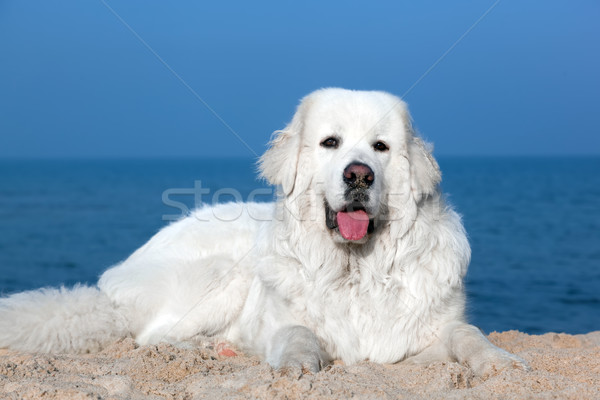 Cute white dog on the beach. Polish Tatra Sheepdog Stock photo © photocreo