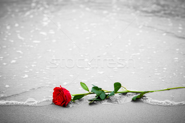 Waves washing away a red rose from the beach. Color against black and white. Love Stock photo © photocreo