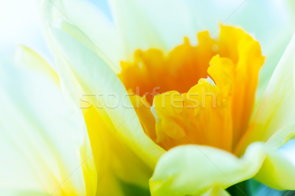 Macro image of spring flower, jonquil, daffodil. Stock photo © photocreo