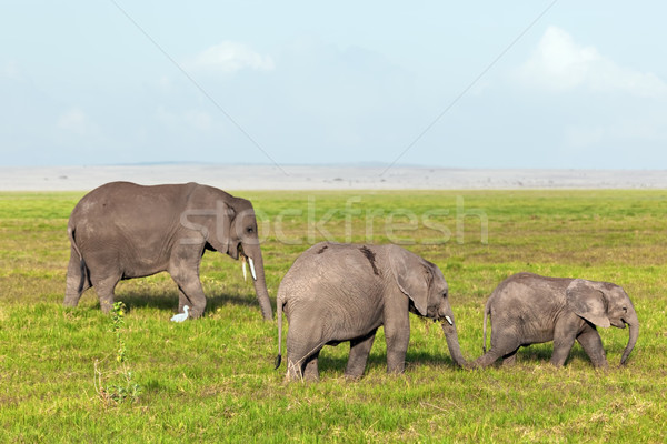 Stock photo: Elephants herd, family on savanna. Safari in Amboseli, Kenya, Africa