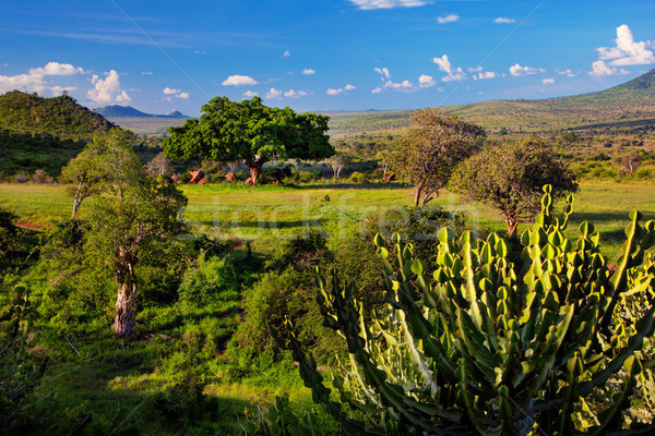 Grassland, bush and savanna landscape. Tsavo West, Kenya, Africa Stock photo © photocreo