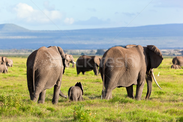 Elephants herd on savanna. Safari in Amboseli, Kenya, Africa Stock photo © photocreo