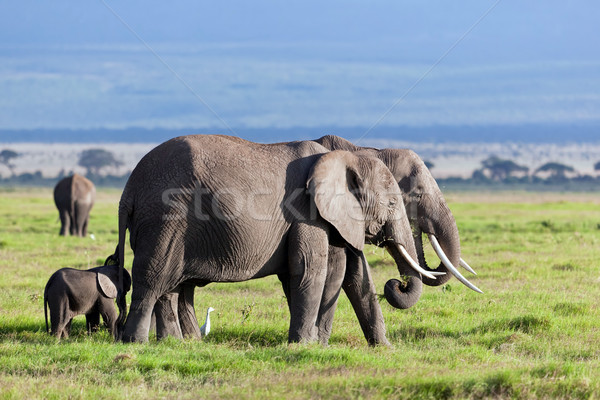 Słonie stado sawanna safari Kenia Afryki Zdjęcia stock © photocreo