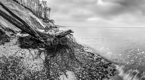 Wild beach with fallen tree and cliffs on winter, cloudy day. Waves on the sea. Stock photo © photocreo