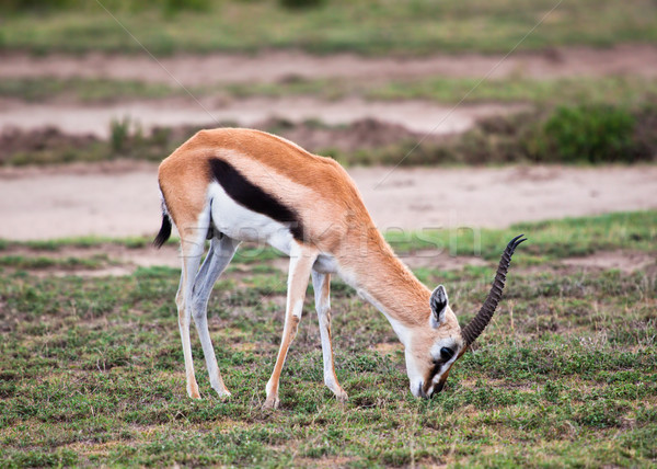 Gacela sabana África safari serengeti Tanzania Foto stock © photocreo