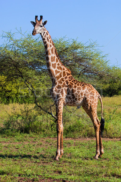 Giraffe on savanna. Safari in Serengeti, Tanzania, Africa Stock photo © photocreo